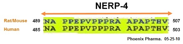 NERP-4 Sequence